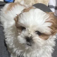 شیتزو سوپر فلت تیری کالر