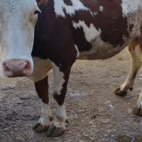 گاو سه ساله