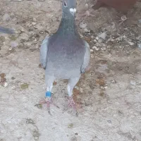 کفتر رنگی و پلاکی|پرنده|مبارکه, |دیوار