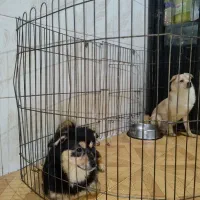 دوتا توله اشپیتز یکی نر یکی ماده|سگ|فردیس, شهرک ارم|دیوار