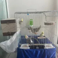 عروس هلندی ۶عدد