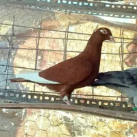 ماده مینا سرخ