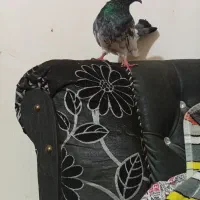 ماده پاکستانی رفته جوجه داره هرکی بفروشه خریدارم