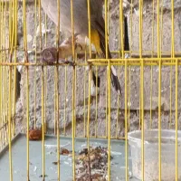 قناری 1 ساله