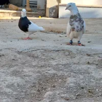 فروش  طوقی شازده|پرنده|مرودشت, شهرک بسیجیان|دیوار