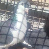 کبوتر|حیوانات|رفسنجان, |دیوار