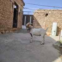 نر بز  بوئر|حیوانات مزرعه|چادگان, |دیوار