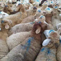 گوسفند زنده حاج ولی|حیوانات مزرعه|تهران, خانی‌آباد|دیوار