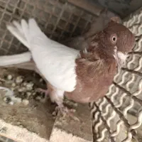 کبوتر نقشی|پرنده|برخوار, |دیوار