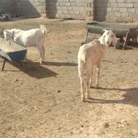 مال درجه یک وخشکل دورگ سانن|حیوانات مزرعه|تربت جام, جلگه موسی آباد|دیوار