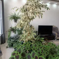 فروش گل اپارتمانی|گل و گیاه طبیعی|مرودشت, ژیان|دیوار