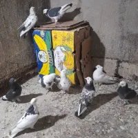 کبوتر غریب گیری