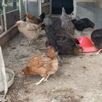 مرغ تخم‌کن