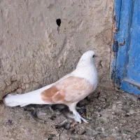 کبوتر دوکت
