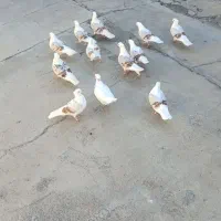 12 عددخوشونه همه جوان