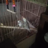 پرنده