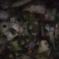 ضایعات اناناس