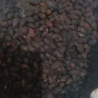 گردو محلی و اخته زغال|خوردنی و آشامیدنی|قزوین, |دیوار