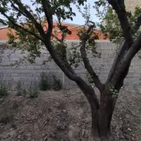 300متر-باغچه-داخل-بافت-با-جواز-ساخت-قانونی-شهریار