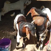 نری و چپشت