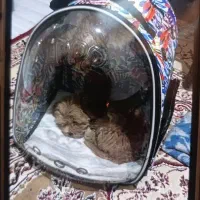 سگ پاپی همراه با باکس 6 تومن