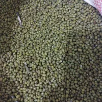 ماش|خوردنی و آشامیدنی|گالیکش, |دیوار