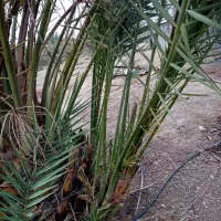 پاجوش کلوته