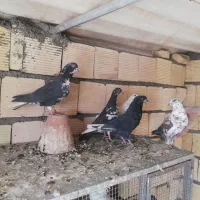 تعدادی کبوتر  تهرانی|پرنده|خمینی‌شهر, |دیوار