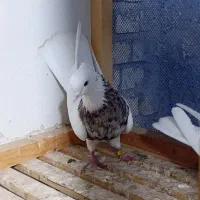 کبوتر طوقی معاوضه با مرغ عربی