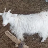 یک عدد بزغاله ماده ترکی روزگاری