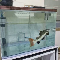 ماهی ردتیل وآکواریوم شرکتی|ماهی|شیراز, کوشک میدان|دیوار