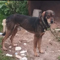 سگ نگهبان