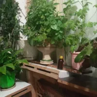 فروش سه‌هزار متر زمین گلخانه‌ای بامجوز