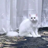 گربه مادر و بچه