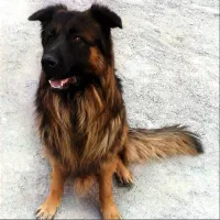 سگ ژرمن‌ نر کلاس a