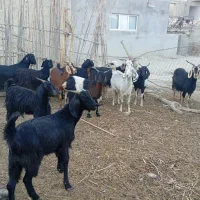 ده تا بز جوان. آبست دو دندان به فروش میرسد