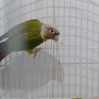 جفت گرنچیک آناناسی با قرمزی بالا