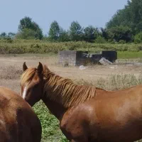 اسب گمشده به یابنده مژدگانی داده میشود|حیوانات|بندر انزلی, کلیور|دیوار