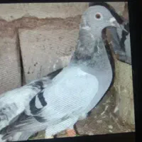 کبوتر گمشده