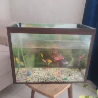 اکواریوم