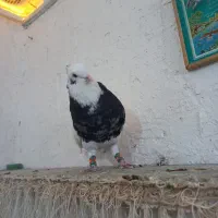 کبوتر طوقی|پرنده|فسا, |دیوار