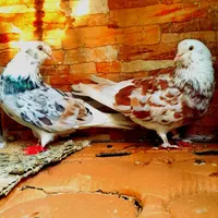 یجفت جوجه کفتر زرد|پرنده|اصفهان, ارغوانیه|دیوار