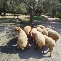 میش جوان آبستن|حیوانات مزرعه|لوشان, |دیوار