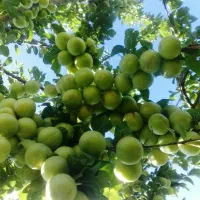 فروش درختان خوشه ای