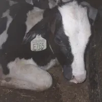 گوساله قطع شیر