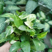 گل دفین و پتوس|گل و گیاه طبیعی|اصفهان, میرعماد|دیوار