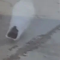 کبوترفراری