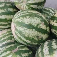 میوه ترتازه|خوردنی و آشامیدنی|مشهد, خین عرب|دیوار