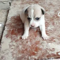 واگذاری یه پاکوتاه سفیدبا توله اش خیلی باهوش