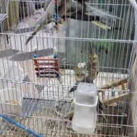 عروس هلندی با مرغ عشق|پرنده|بندر ماهشهر, |دیوار